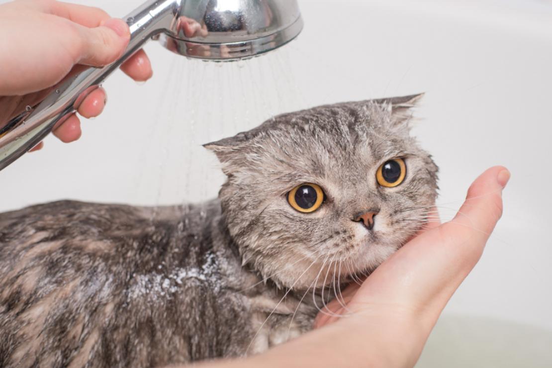 How to Bathe Your Kitten or Adult Cat A StepbyStep Guide AD