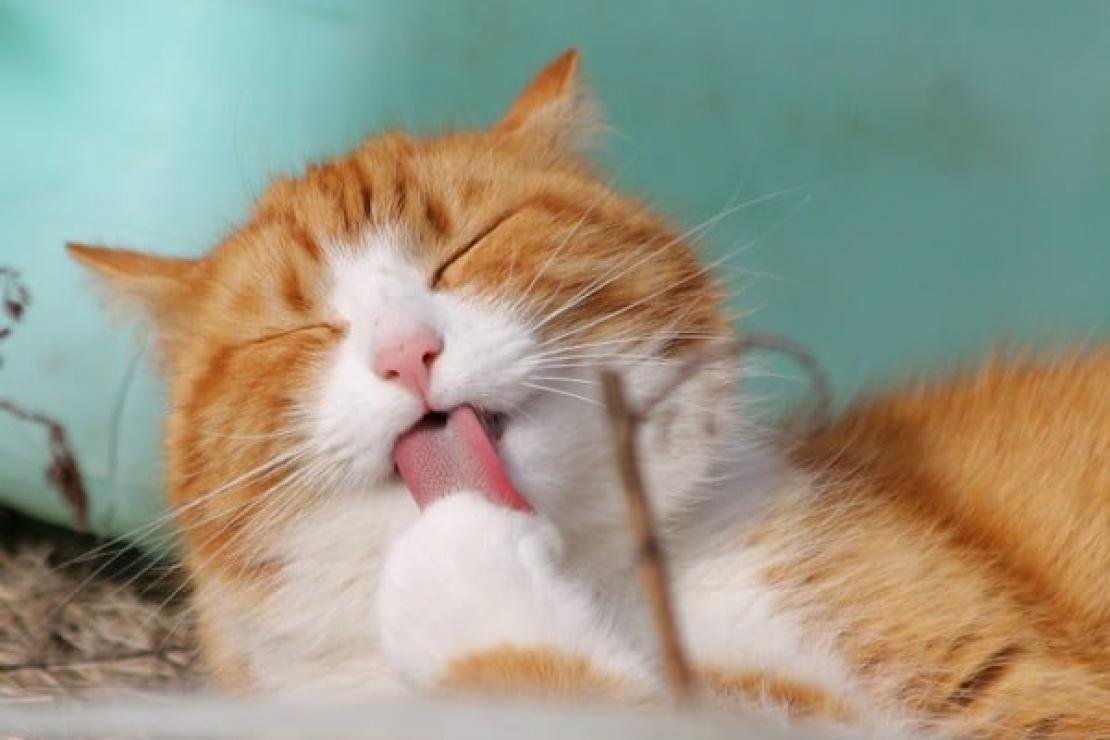 frequent-vomiting-in-cats-causes-treatment-and-prevention