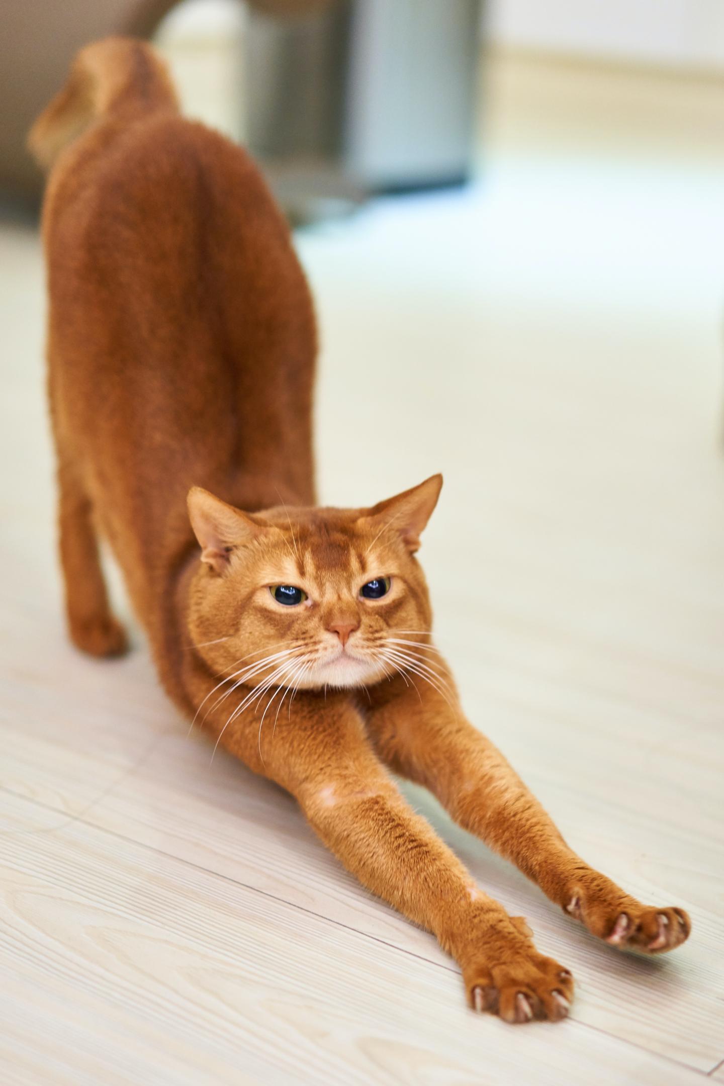 Why Do Cats Arch Their Backs Exploring The Fascinating Feline Behavior