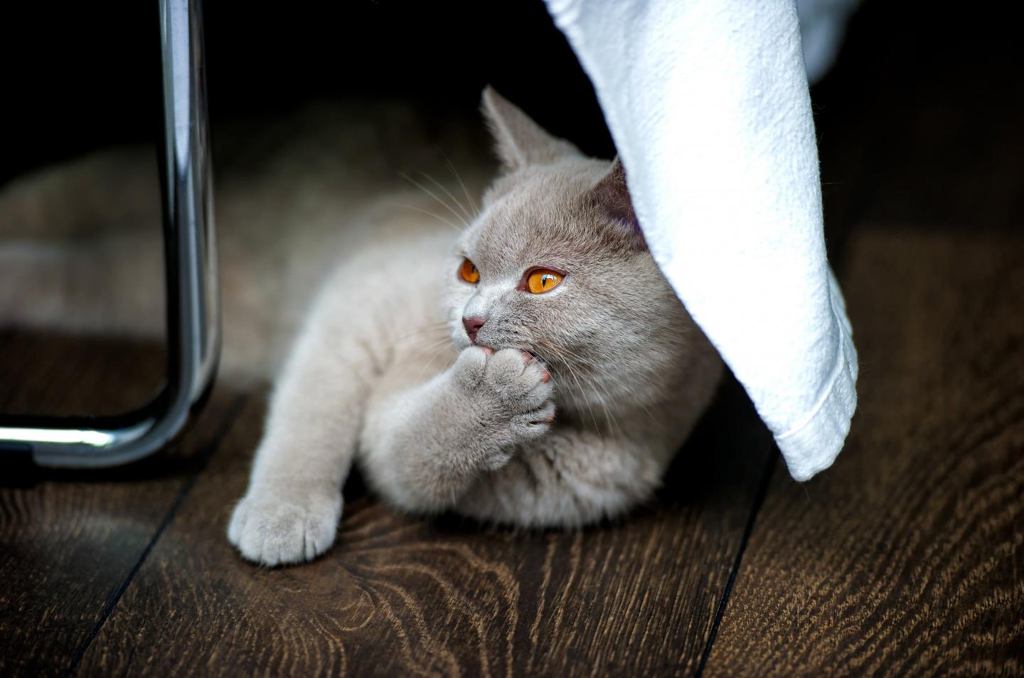 Poisoning In Cats: Causes, Symptoms, And Treatment