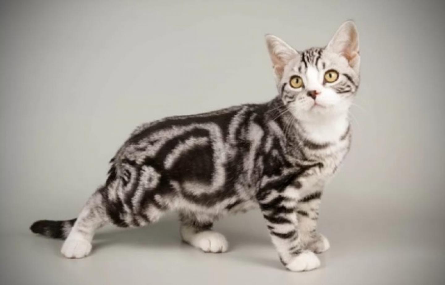 Tabby Cat Breed History Personality And Care 9333