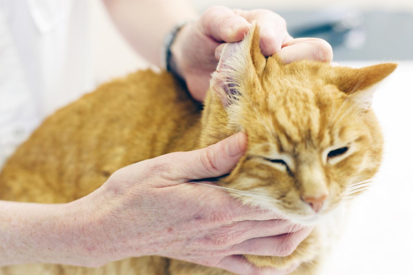 Ear Discharge in Cats Causes, Symptoms, and Treatment