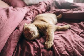 Cách làm cho mèo hạnh phúc – 22 mẹo quan trọng