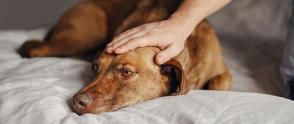 Nguyên nhân và cách điều trị bệnh động kinh ở chó