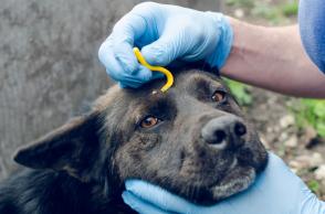 Chẩn đoán và điều trị bệnh Ehrlichiosis ở chó