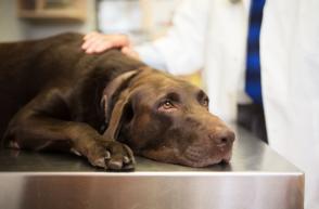 Triệu chứng và điều trị bệnh gan ở chó