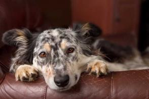 Nguyên nhân và triệu chứng của bệnh Lupus ở chó