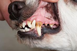 Bệnh nha chu ở chó (bệnh nướu răng)