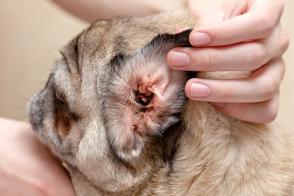 Bệnh ve tai ở chó: Nguyên nhân và cách điều trị