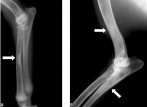 Nguyên nhân và cách điều trị bệnh viêm toàn xương ở chó