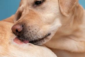 Các loại ung thư da ở chó và cách điều trị