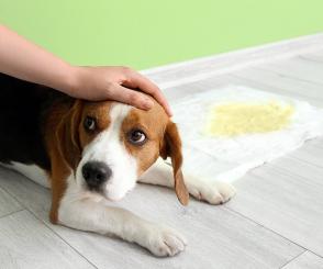 Nguyên nhân và cách điều trị chứng tiểu không tự chủ ở chó