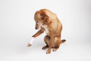 Cách xác định cơn đau ở chó và cách giảm bớt?