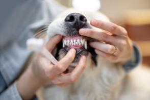Chăm sóc răng miệng và đánh răng ở chó