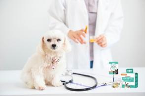 Chó có bị tiểu đường bẩm sinh không? Bệnh tiểu đường ở chó