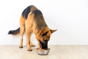Chó giống lớn ăn bao nhiêu thức ăn mỗi ngày?