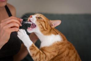 Cần chú ý khi sử dụng thuốc kháng sinh cho mèo?