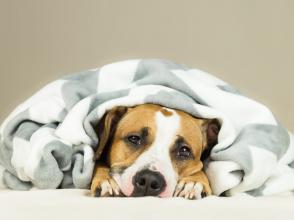 Nguyên nhân và cách điều trị chứng khó tiêu ở chó