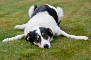 Chứng mất điều hòa ở chó: Nguyên nhân, triệu chứng và điều trị