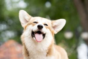 12 dấu hiệu hạnh phúc ở chó