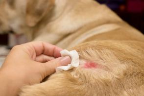 Triệu chứng, nguyên nhân và cách điều trị bệnh chàm ở chó