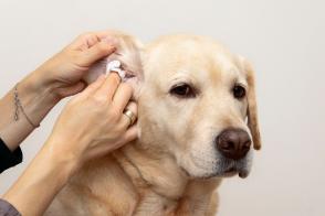 Nguyên nhân và cách điều trị chảy dịch tai ở chó