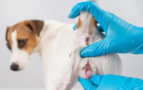 Nguyên nhân và cách điều trị viêm âm đạo ở chó