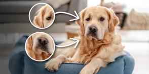 Hội chứng Horner ở chó là gì? Triệu chứng và cách điều trị