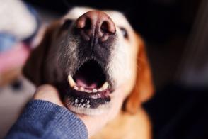 Hôi miệng ở chó: Nguyên nhân và cách điều trị