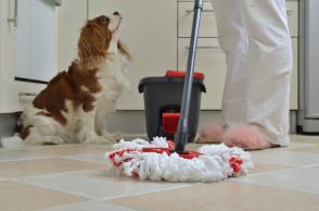 Ngăn ngừa mùi chó trong nhà: Những cách hiệu quả