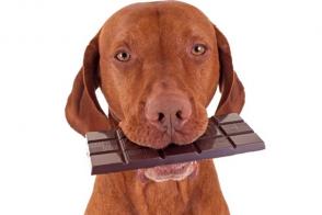 Ngộ độc sô cô la ở chó