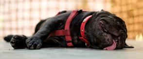 Triệu chứng và nguyên nhân say nắng ở chó
