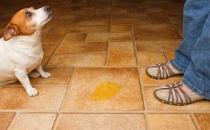 Nhiễm trùng đường tiết niệu ở chó: Triệu chứng và điều trị