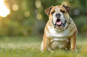 Triệu chứng và cách điều trị chứng sa vòm miệng mềm ở chó