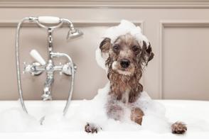 Có thể tắm cho chó bằng dầu gội trẻ em không?