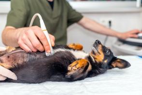 Tầm quan trọng của việc triệt sản chó: Sức khỏe và hành vi
