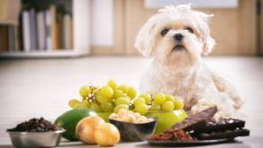 10 loại thức ăn có hại cho chó không nên cho ăn