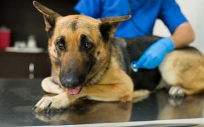 Triệu chứng và chẩn đoán bệnh u mạch máu ác tính ở chó