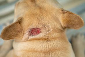 Điều trị bệnh viêm da dị ứng ở chó