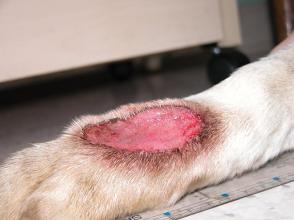 Nguyên nhân và cách điều trị bệnh viêm da mủ ở chó