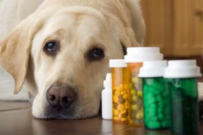 Chó có cần vitamin và chất bổ sung không?
