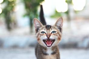 Âm thanh mèo kêu có nghĩa là gì – 8 âm thanh khác nhau của mèo