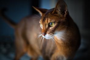 Bệnh amyloidosis thận ở mèo: Triệu chứng và phương pháp điều trị