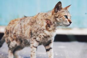 Bệnh bạch cầu ở mèo: Triệu chứng và những điều cần biết