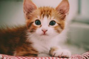 Bệnh cường giáp ở mèo: Nguyên nhân và cách điều trị