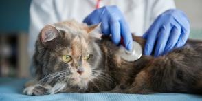 Bệnh FIP ở mèo là gì: Triệu chứng và phương pháp điều trị