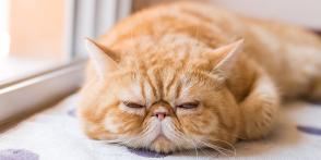 Bệnh thận đa nang ở mèo: Triệu chứng và cách điều trị