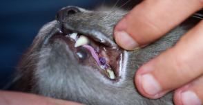 Bệnh thiếu máu ở mèo: Triệu chứng, nguyên nhân và cách điều trị