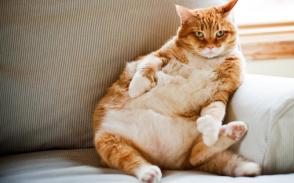 Bệnh tiểu đường ở mèo: Triệu chứng, mẹo điều trị và chế độ ăn uống
