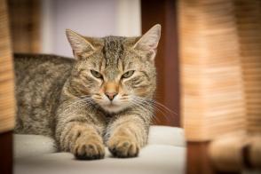 Bệnh ung thư ở mèo: Các loại và cách điều trị